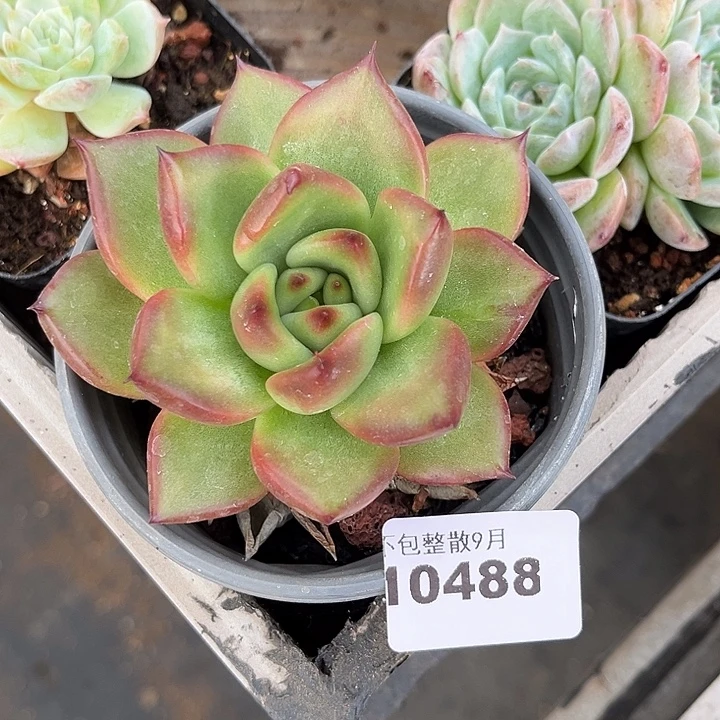 阿雅园艺。         488