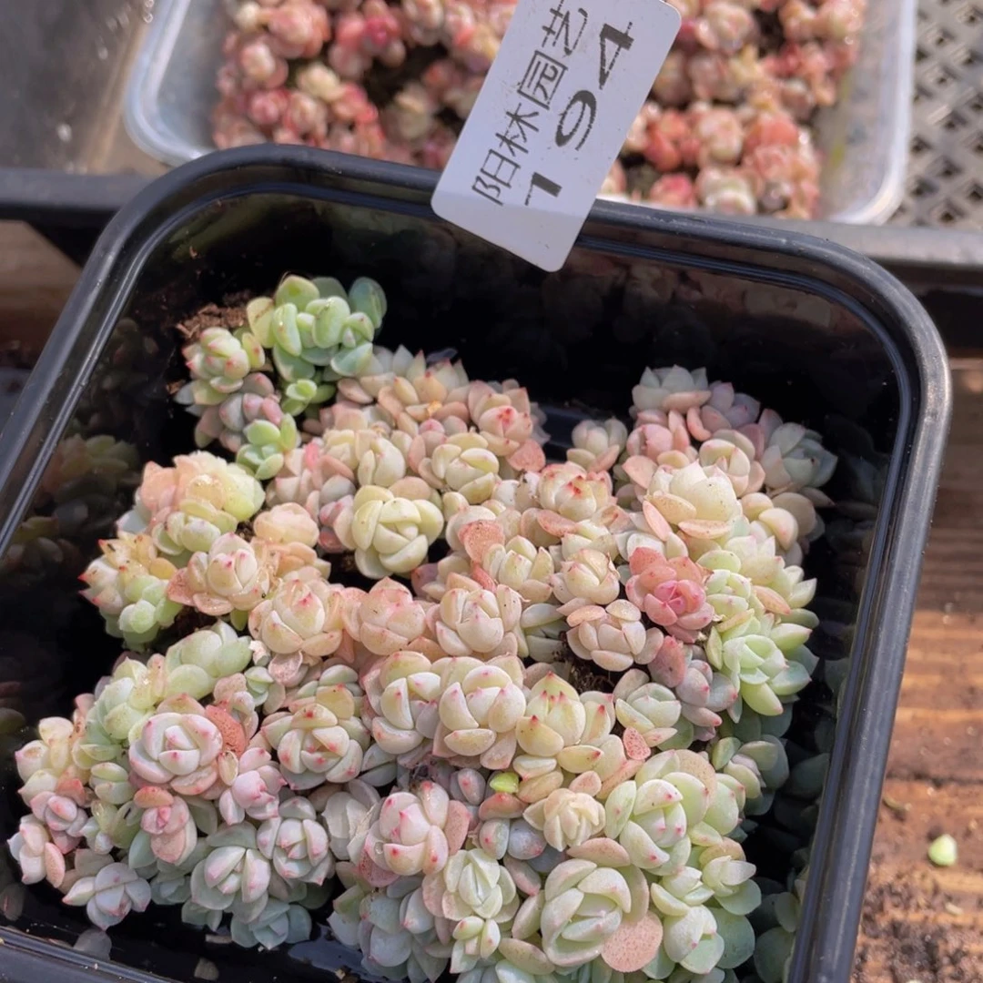 多肉植物多肉植物194