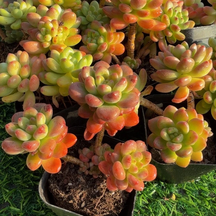 香格里拉。