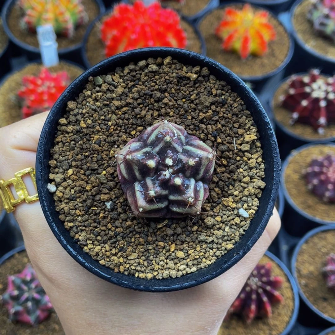 米哈星球000000000037