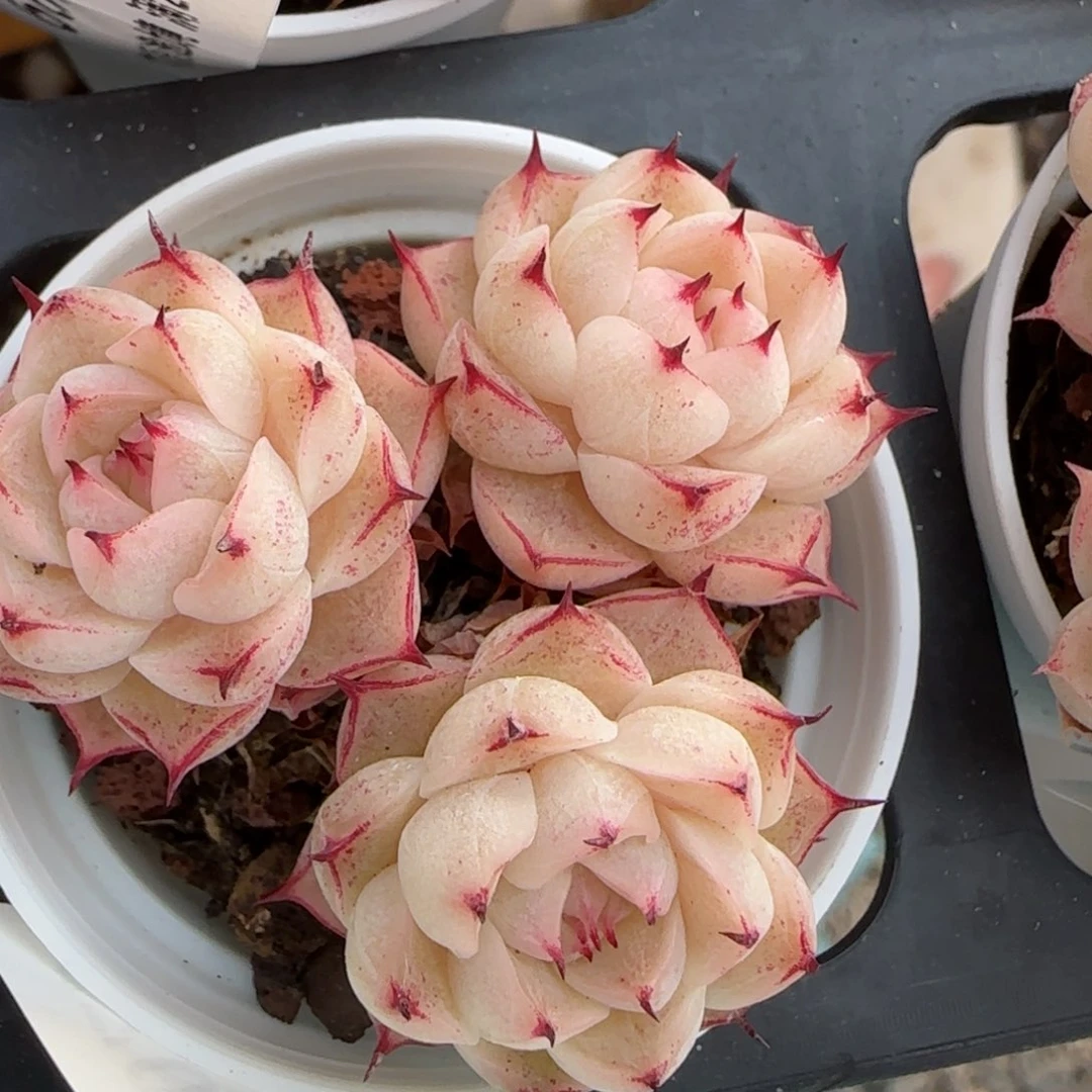 花语逸镜0213-670