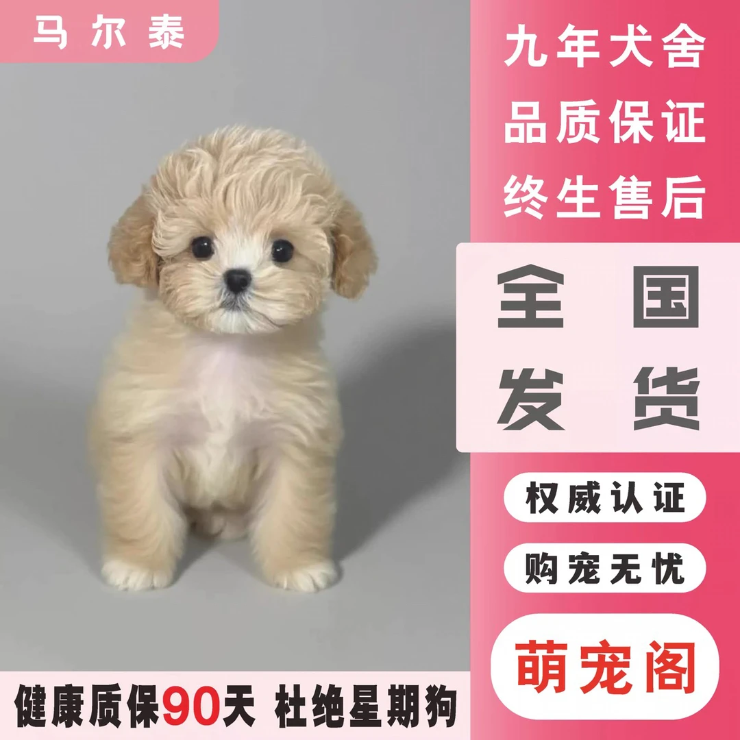 超小体马尔泰 活体宠物 疫苗齐全 品相超好全国发货