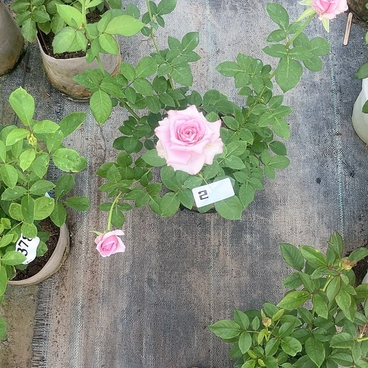 无花朵紫前卫2号，
