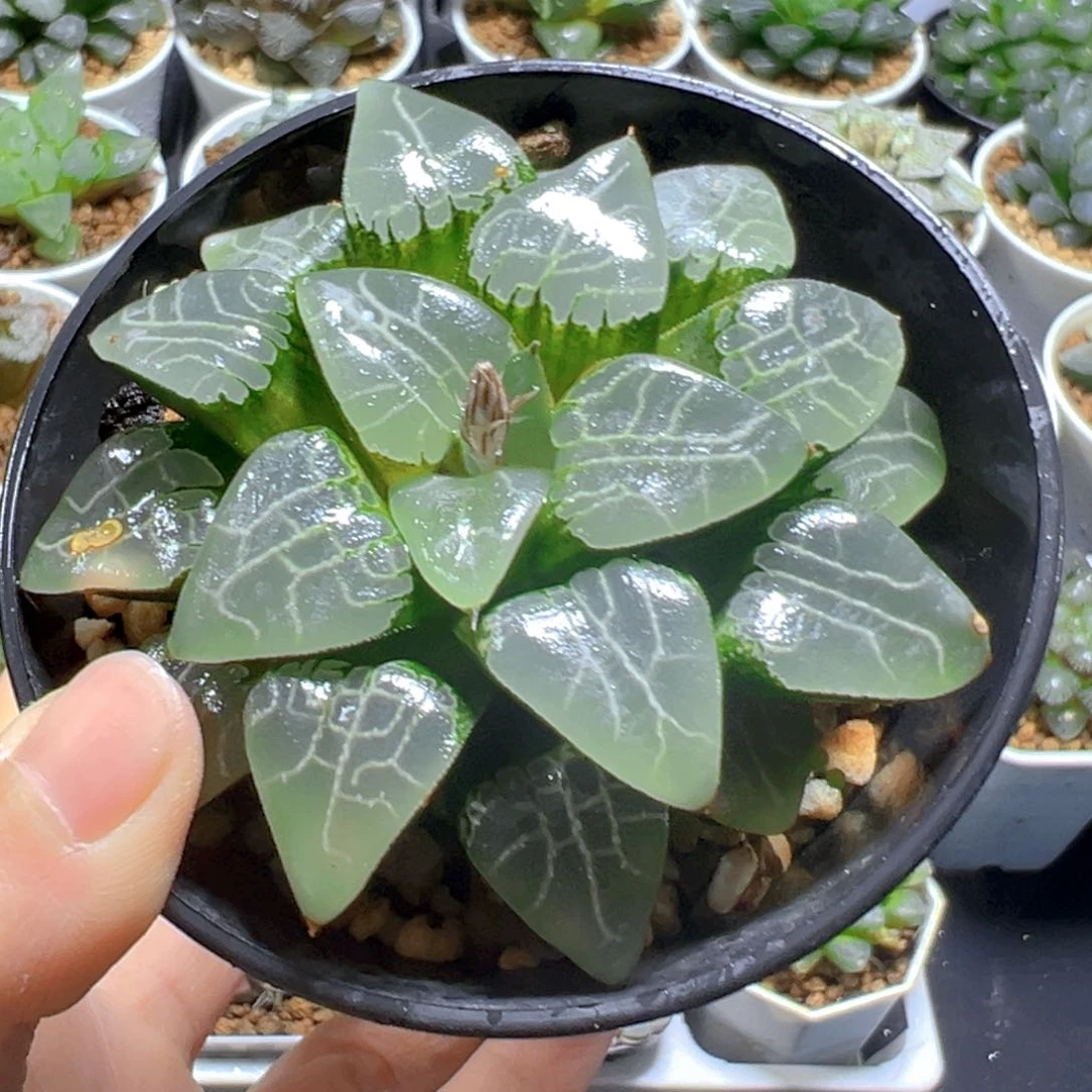 万象盆月影玉露多肉多肉