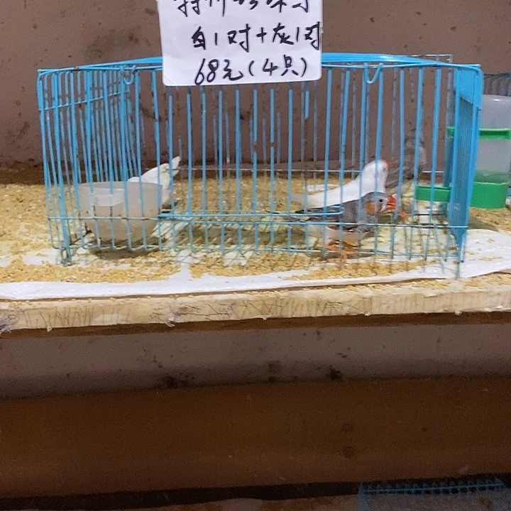珍珠鸟小*特价白加灰，包活到家