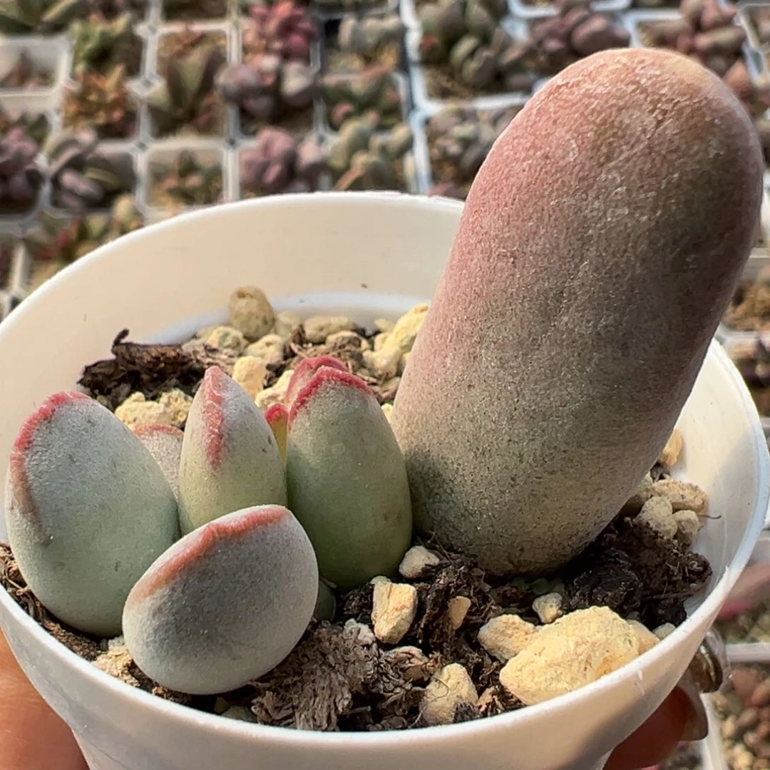 仙桃多肉植物水泡