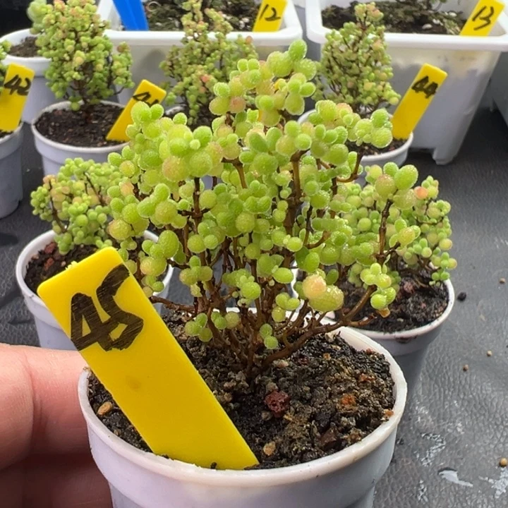 45号彩色蜜橘 一物一拍