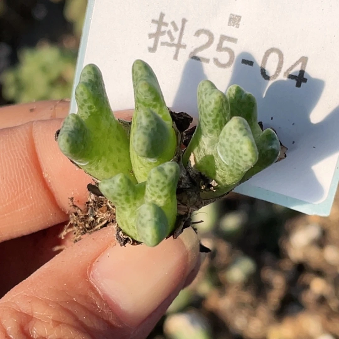 25-4鹿角奔多肉植物