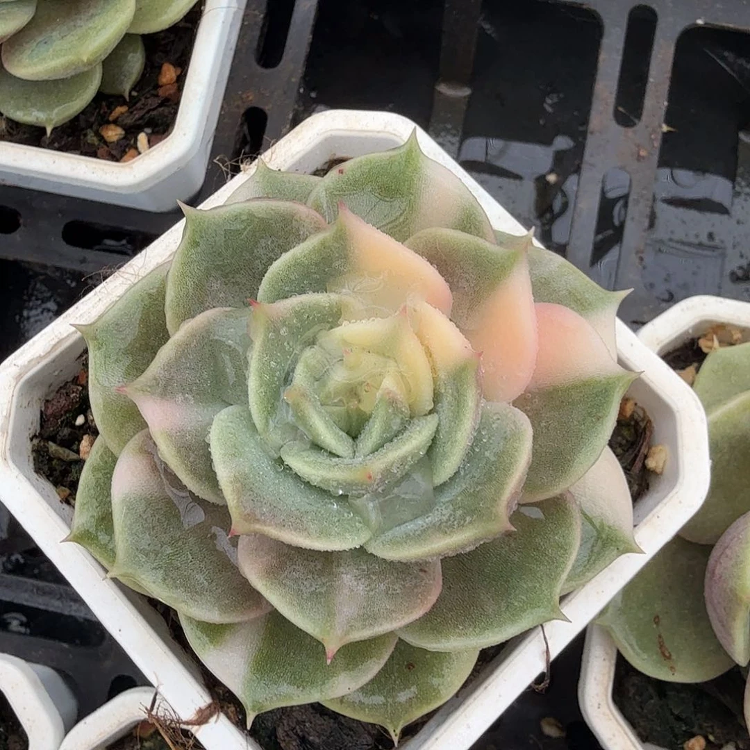 贝加尔湖锦，多肉植物