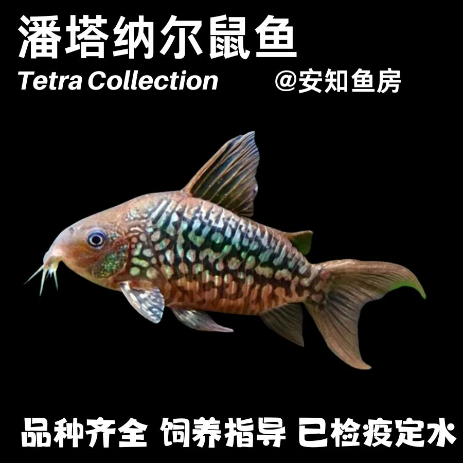 潘塔纳尔鼠鱼热带观赏鱼灯科鱼淡水观赏鱼