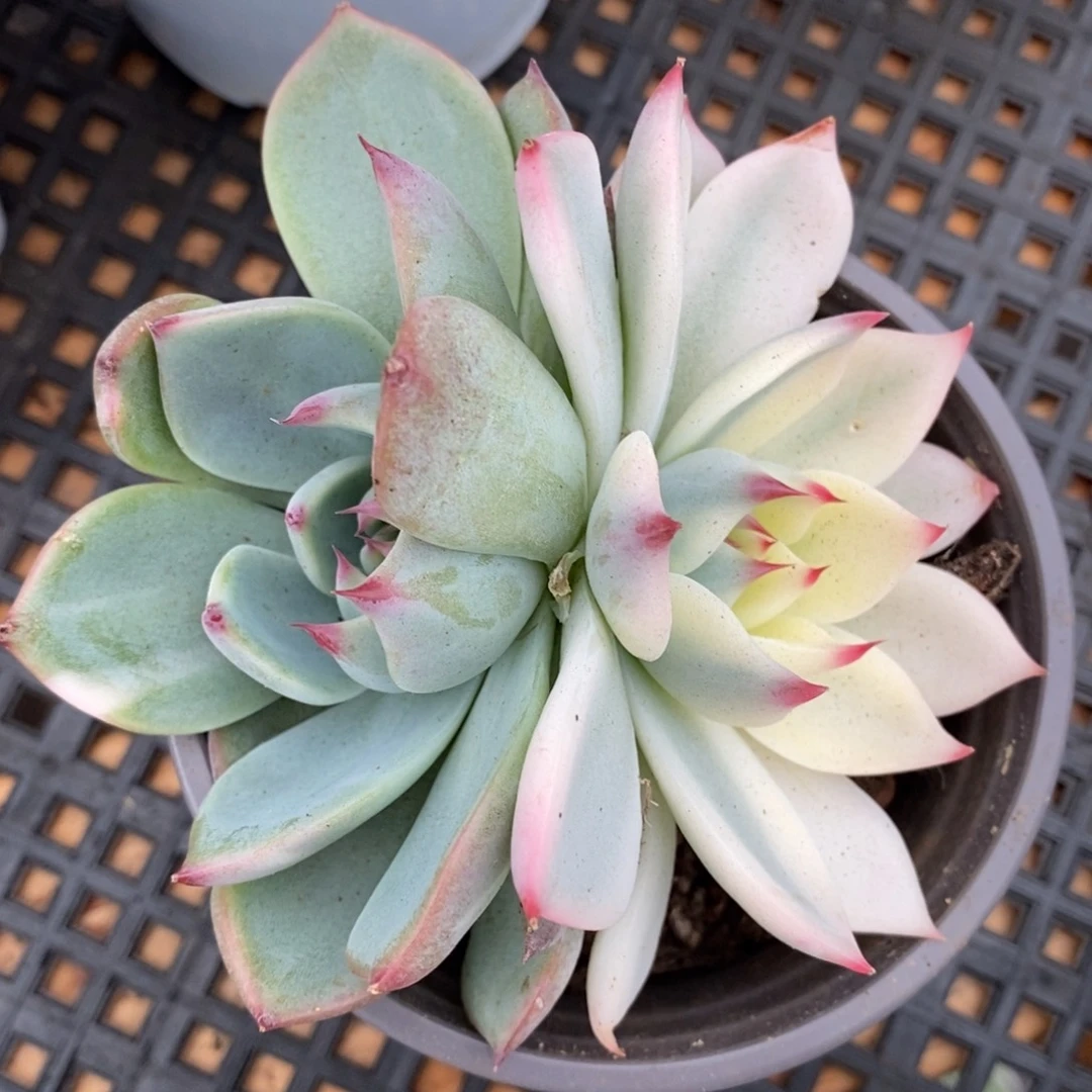 605双头阴阳锦吉娃娃