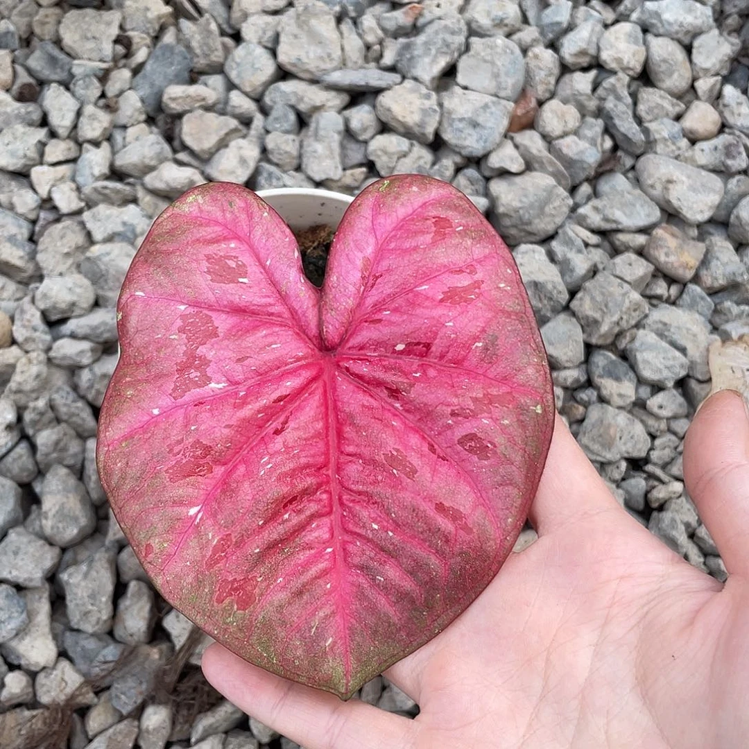 无花朵芭提雅养定