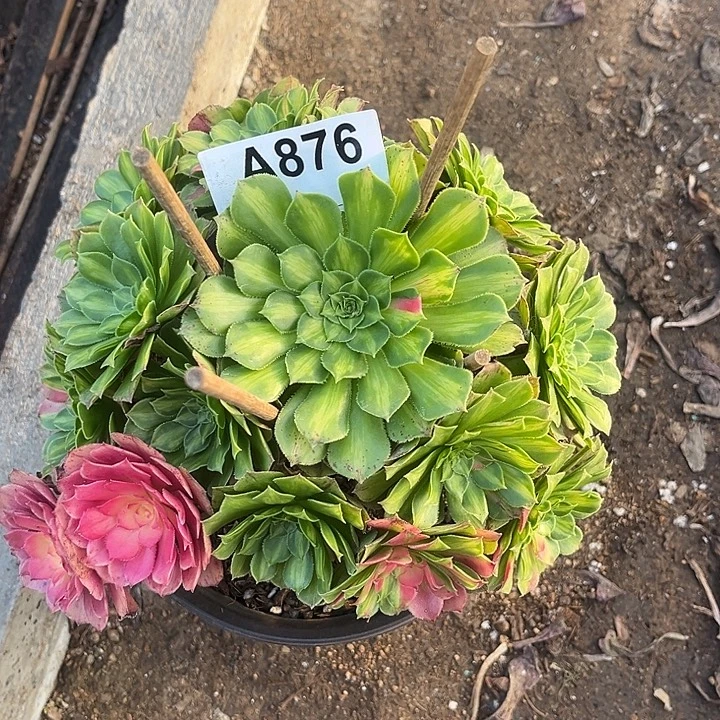 876知否法师多肉植物