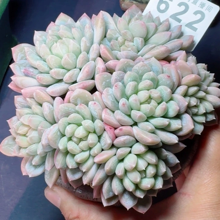 百达翡翠         精控精养多肉植物