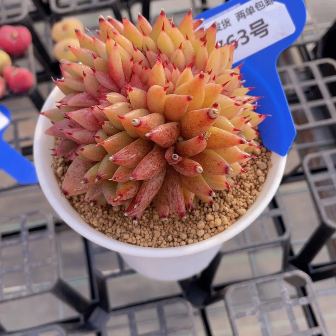 763号龙头韩货赤水晶缀化