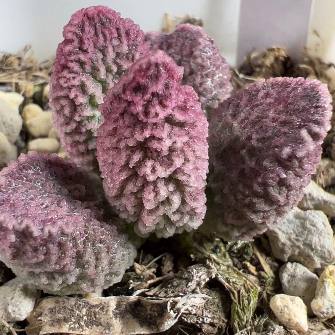 实生新品多肉植物水泡多肉植物水泡