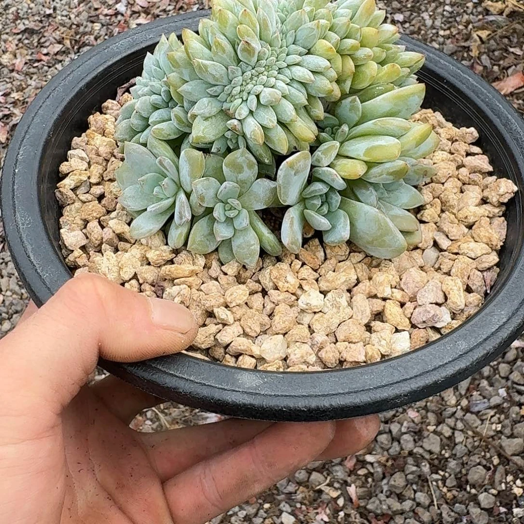 星影树缀无砍多肉