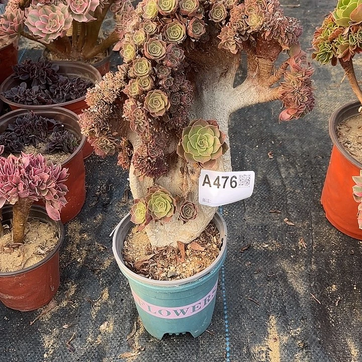 你***帅476万圣节缀化有伤呀