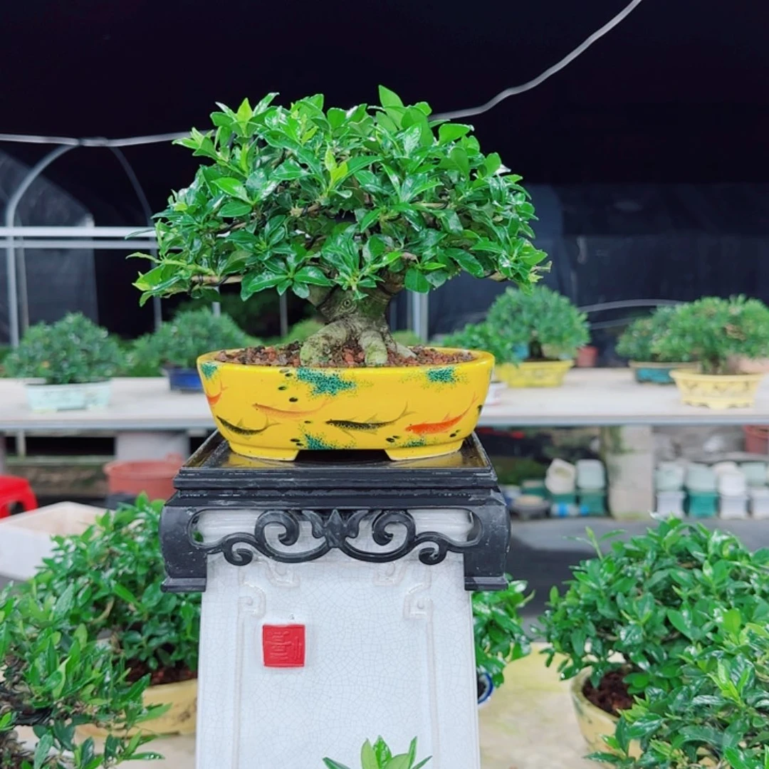 *****当前无花栽培后可以开花寿星