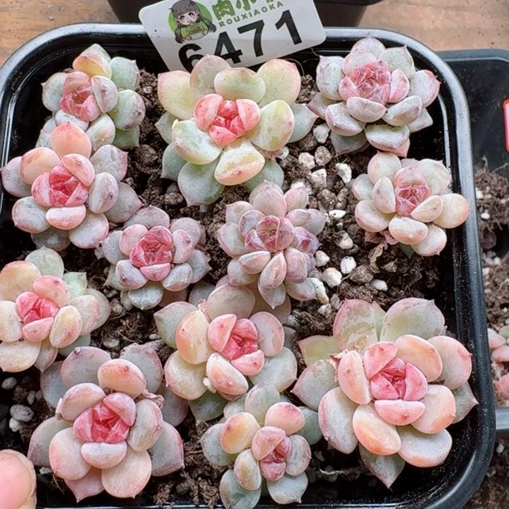 多肉植物多肉植物