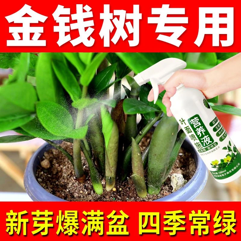 金钱树营养液黄叶一喷绿花卉盆栽通用促开花叶面肥料
