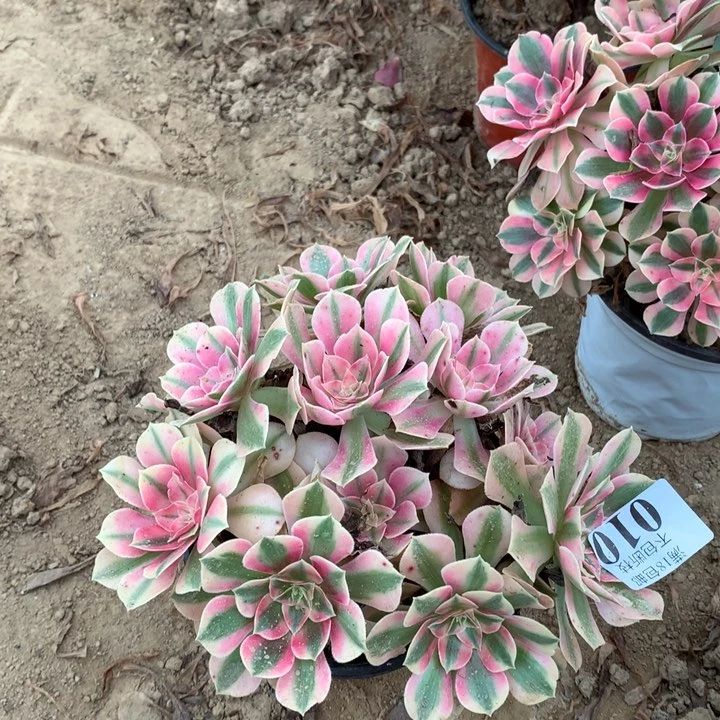 010粉女巫绣球4号棚