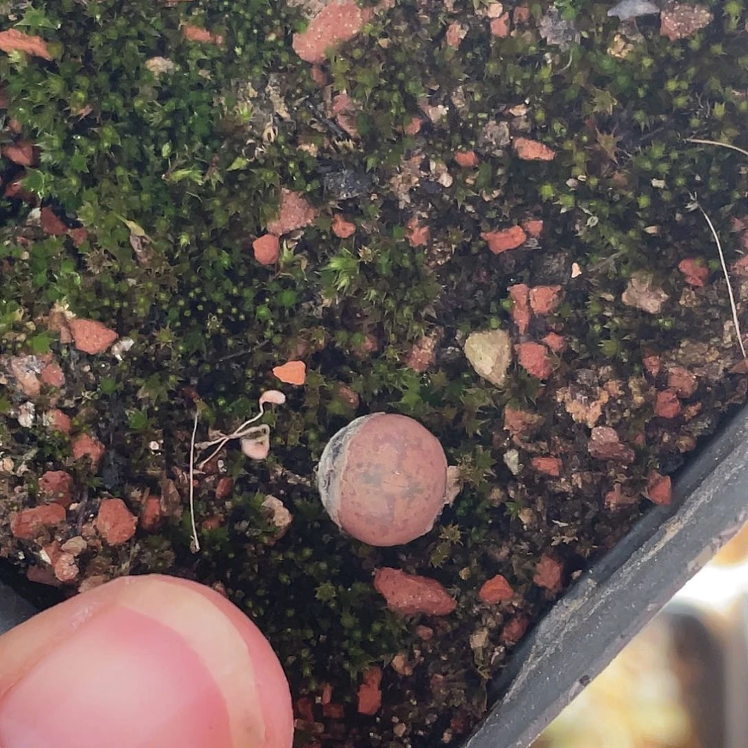 22-13小毛杂多肉植物