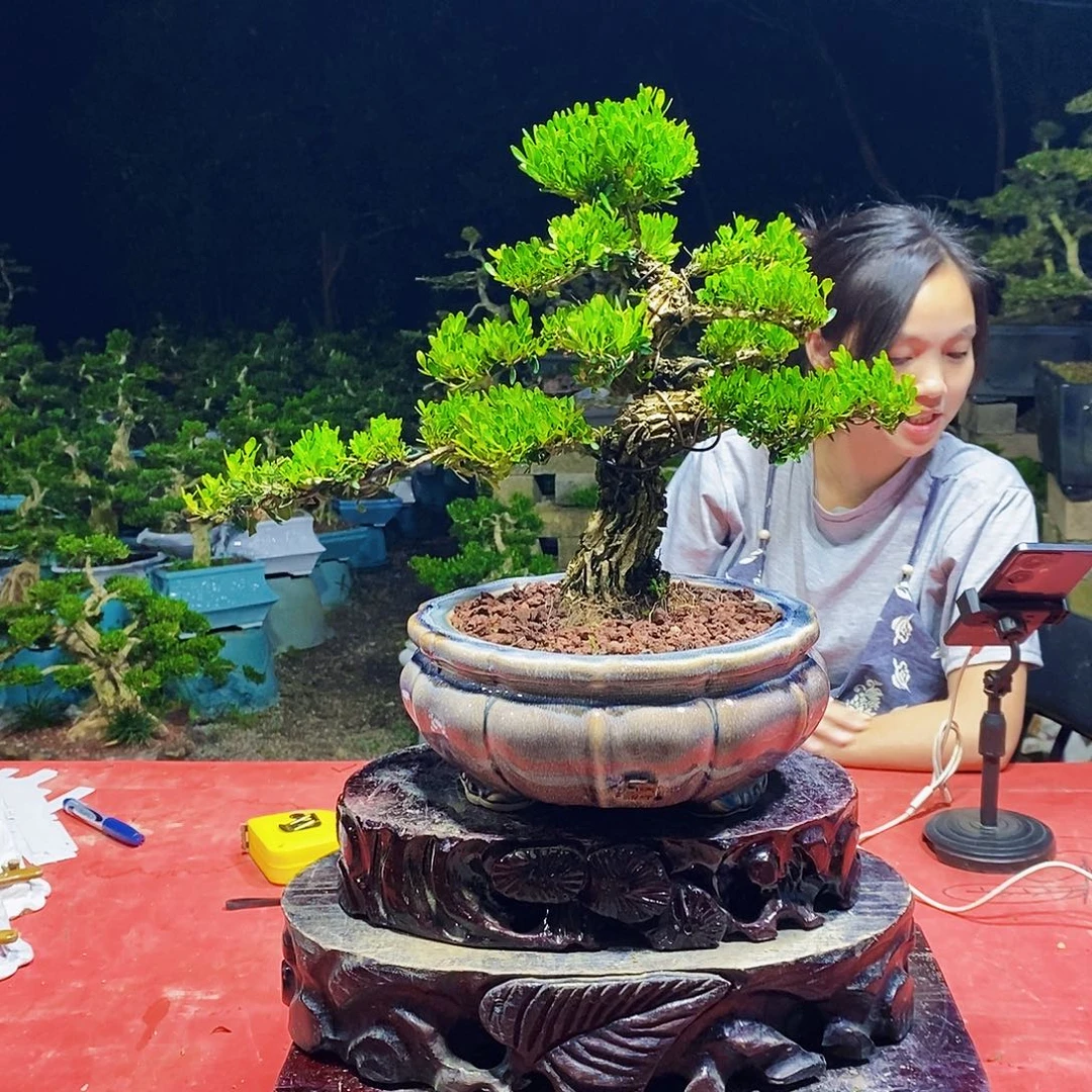 ****仔完全开放广东雀舌黄杨盆景