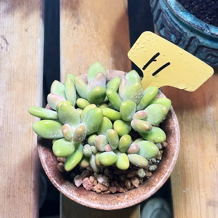 芒果奶11号码牌子的话题