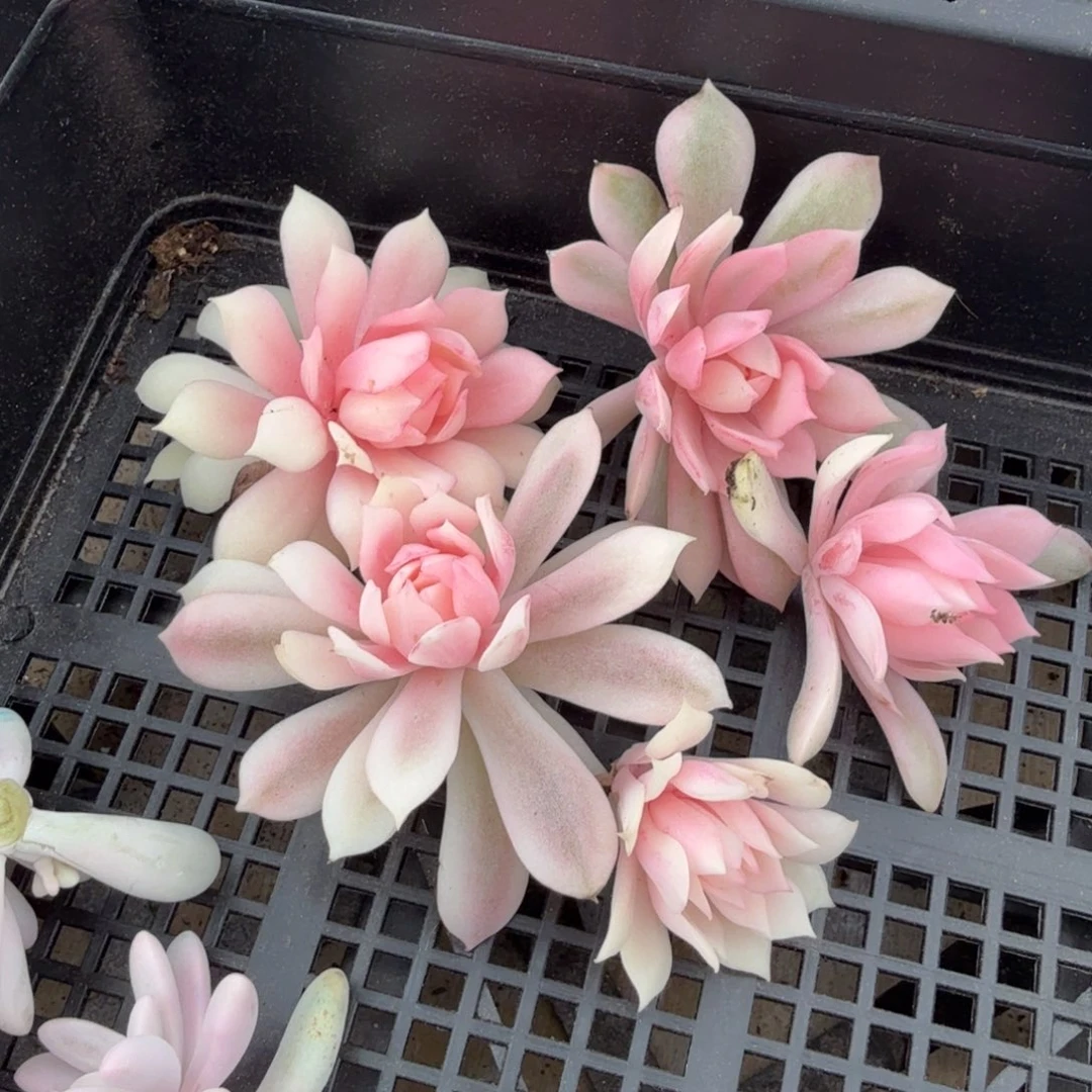 一组粉蝶锦一刻无根