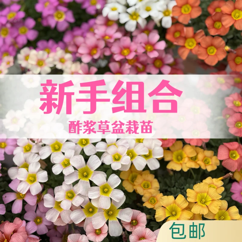 上上花田 酢浆草花苗【新手组合】包对版好养易活花期长