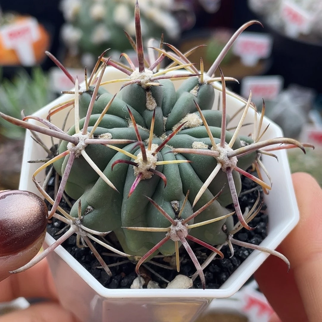 实生狂勾刺庆松玉仙人球多肉