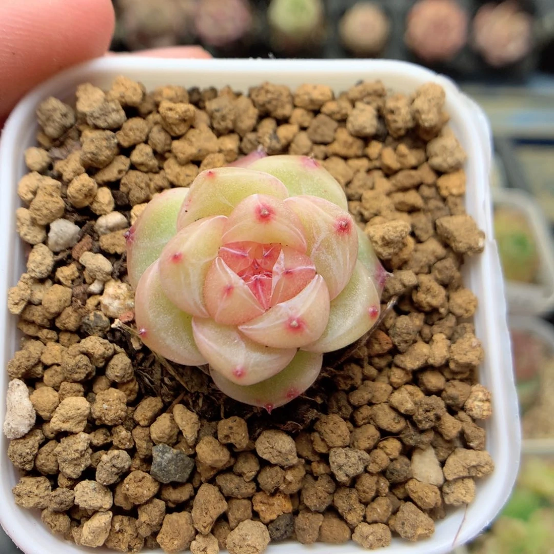 F158 ，柿子多肉20包邮两天凑单