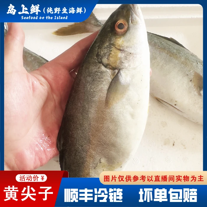 【纯野生-黄尖子】黄尾狮鱼/冻发/运输避免不了各别破肚介意慎拍