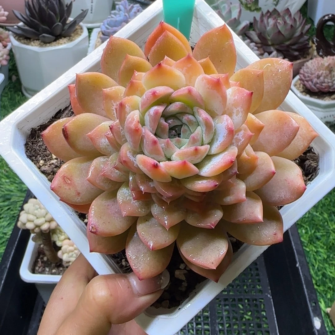 唐二姐多肉编号221