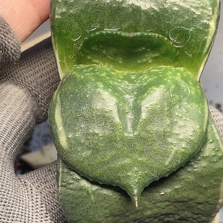 隆骨卧牛锦一物一拍4号