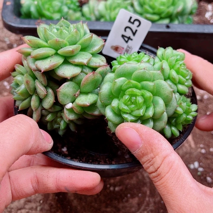 多肉植物多肉植物