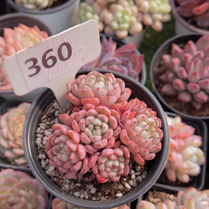 健健康康平平安安