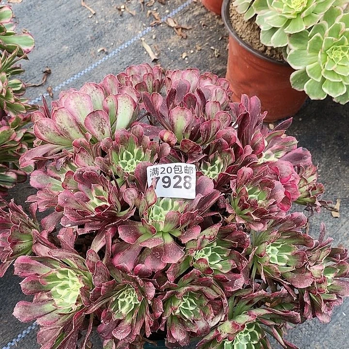 7928 一颗同花顺