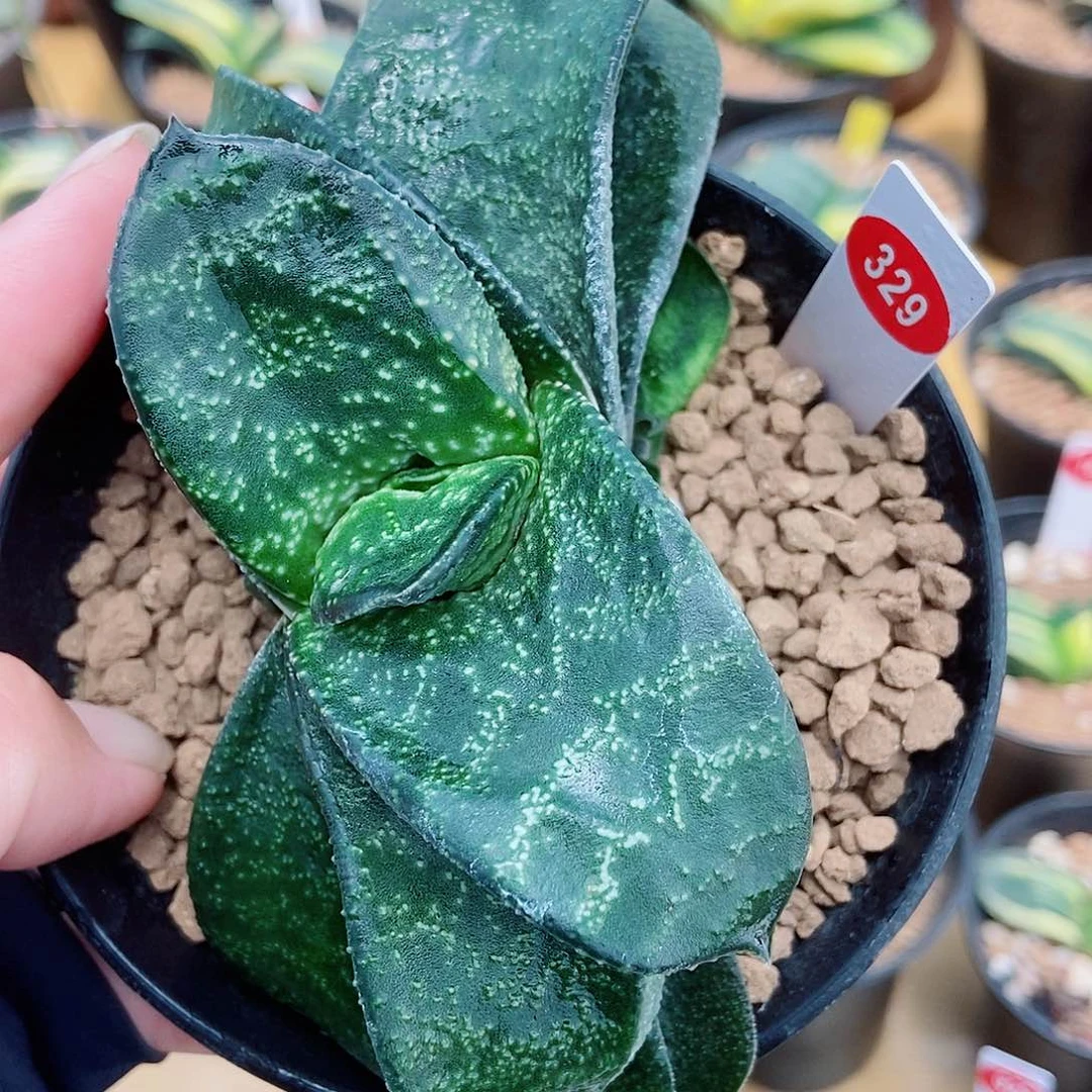 全部花苞329达摩转带3个侧牙带盆发货
