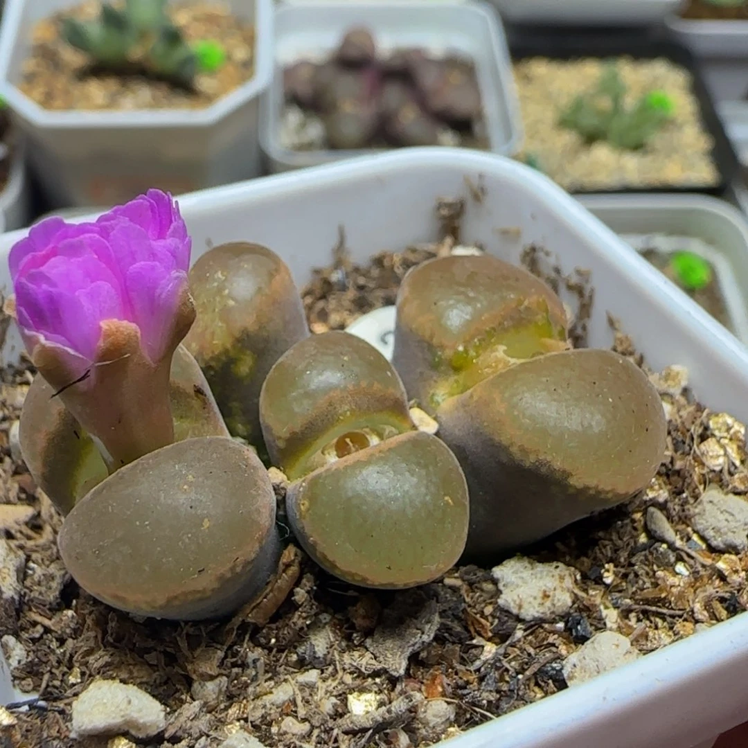 翻窗漂亮多肉植物913
