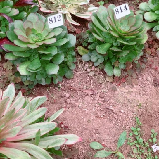 小*格多肉植物组合雨荷812814