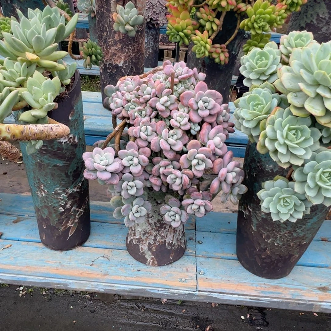 精品红洛神妖桩 裸根