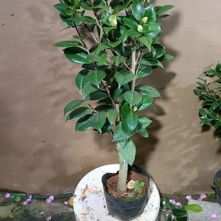 429女郎或者玫瑰，原盆原土发货，不包邮