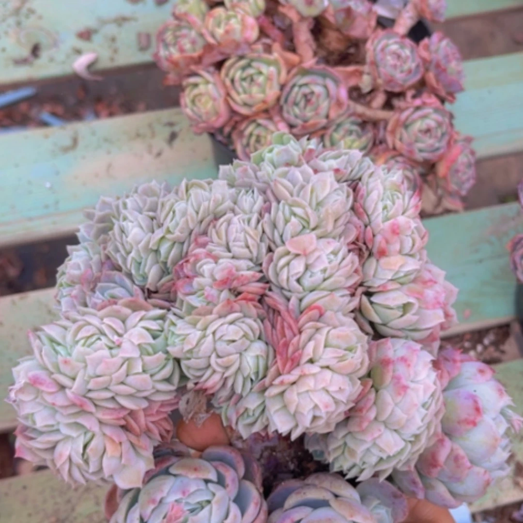 【闪购商品】贝瑞缀04237