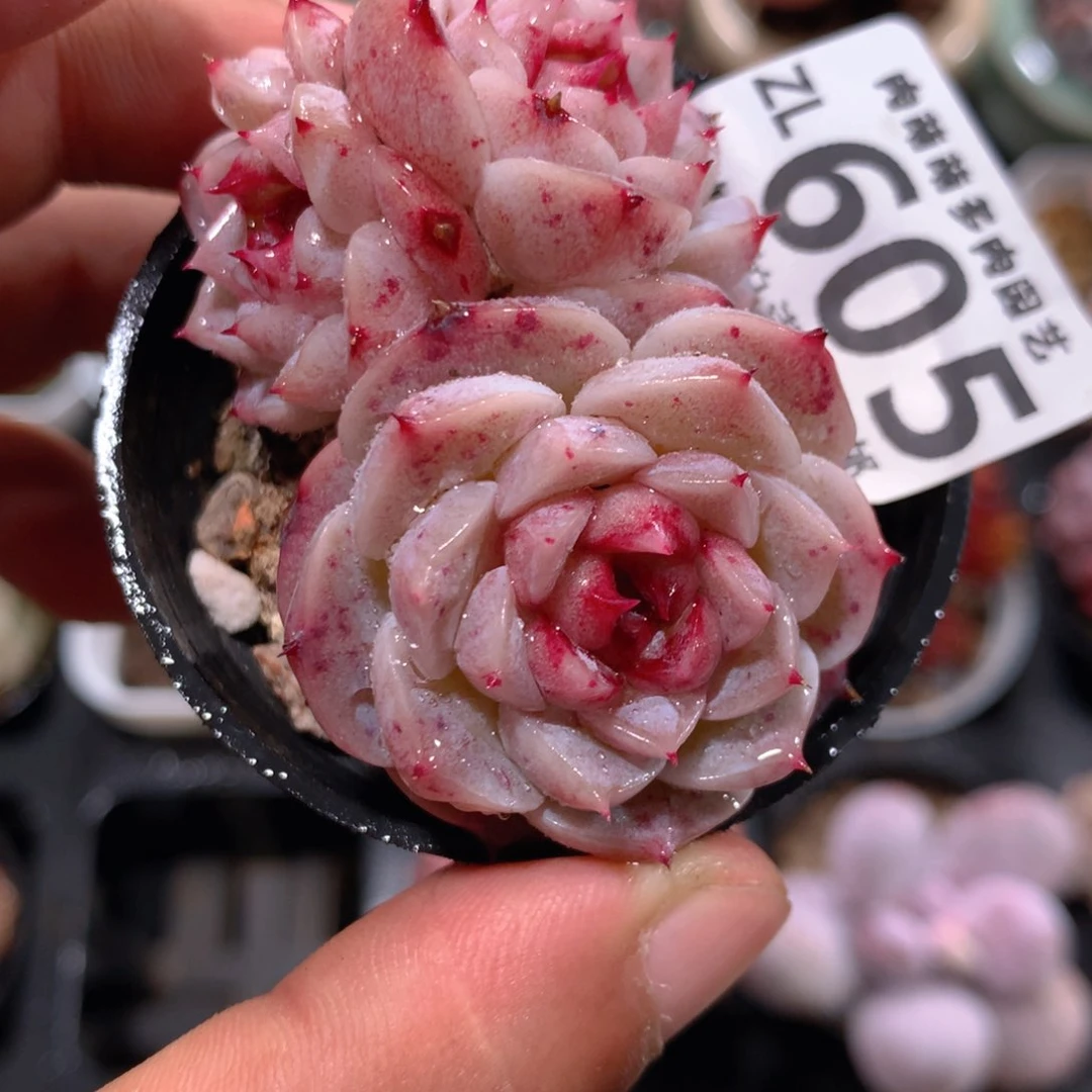 5CM拇指盆精控多肉ZL605