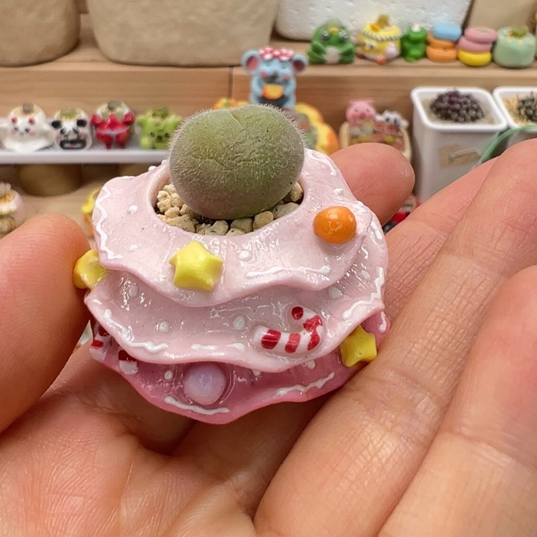 晴***天多肉植物140号单独盆