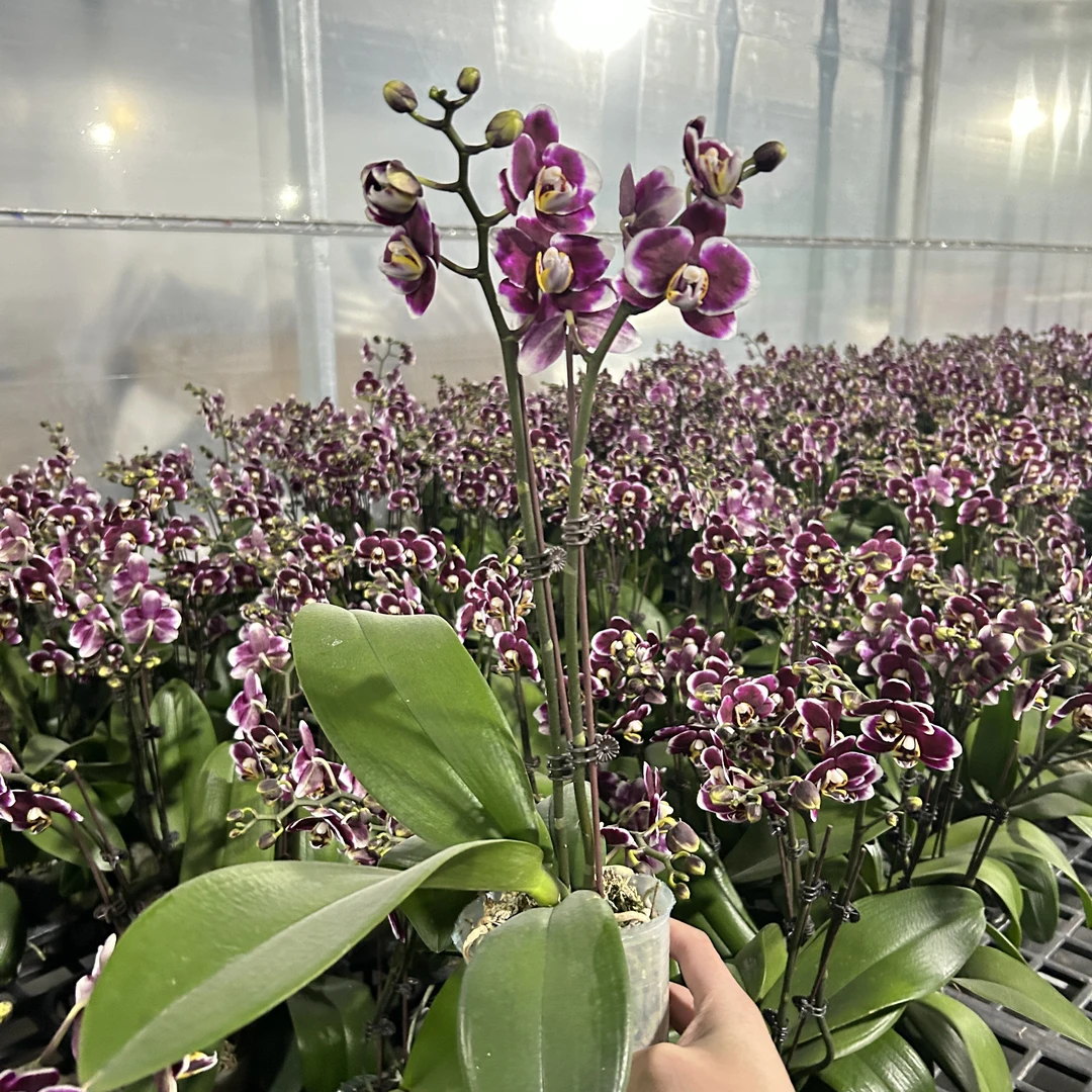 【巧克力】蝴蝶兰 稀有色系 好样耐养带花带花苞 基地直发