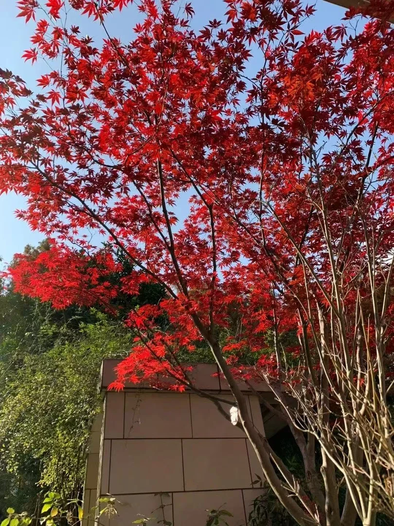 耐寒耐旱四季红绿植枫树适合庭院别墅客厅南北方好种易活