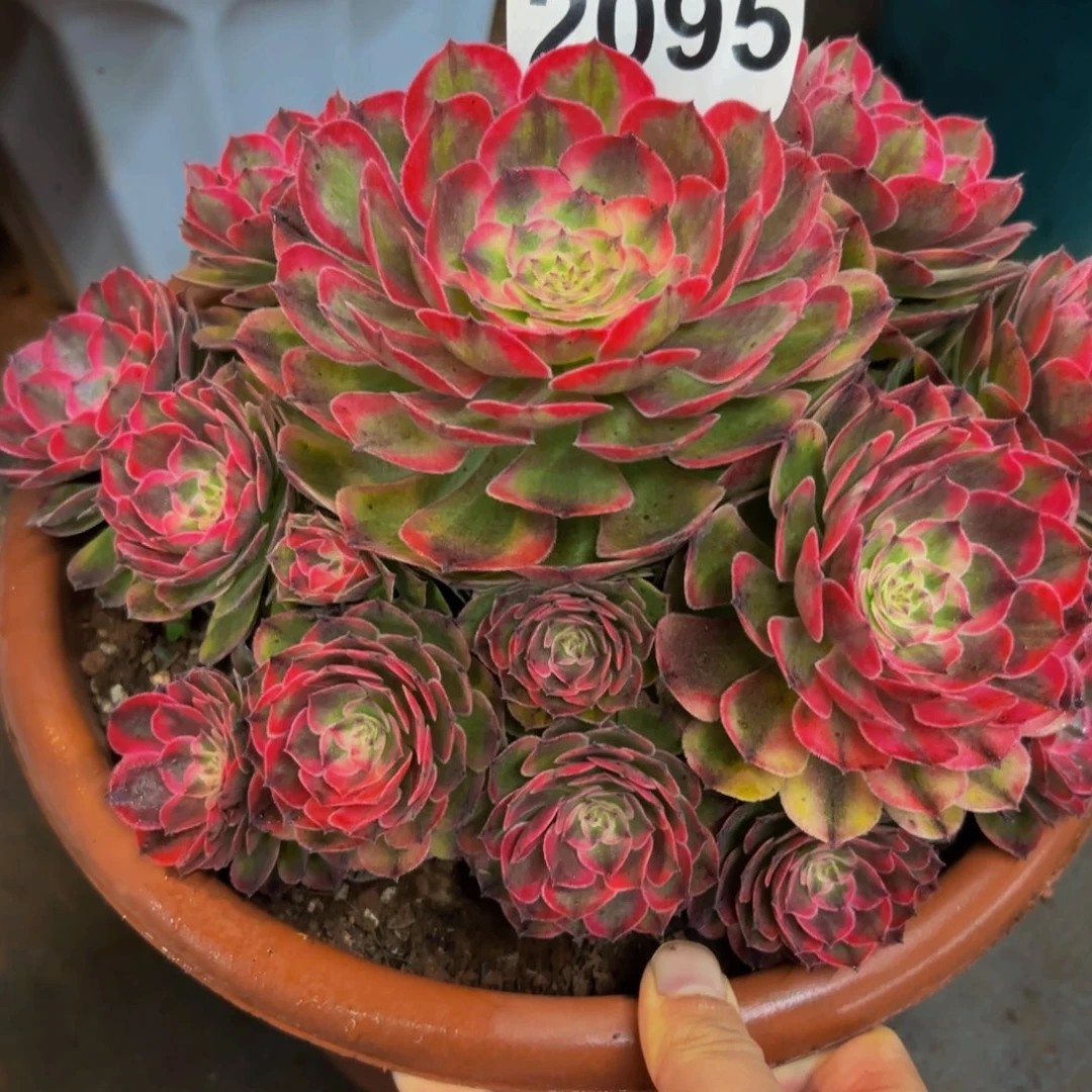 2095多肉植物荔枝变异